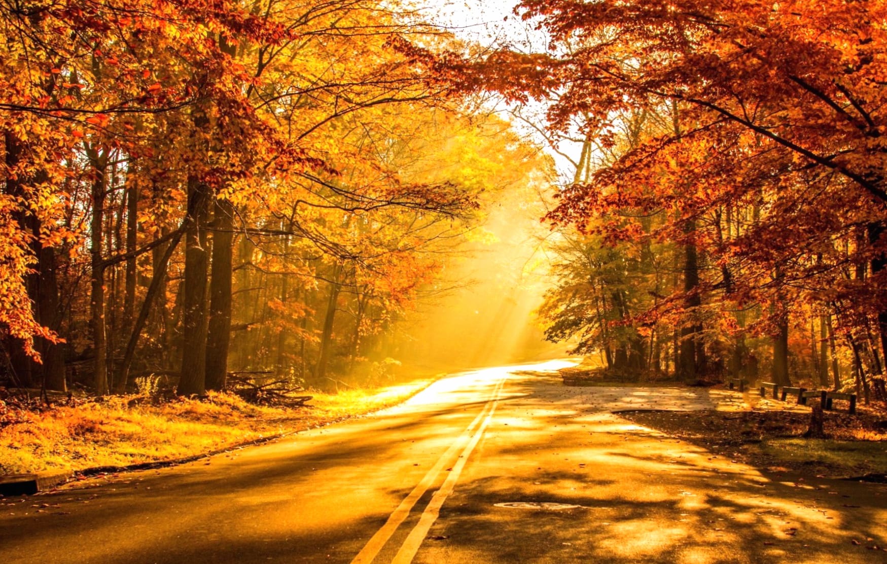 Sunbeam Tree Sunshine Road Photography Fall wallpapers HD quality