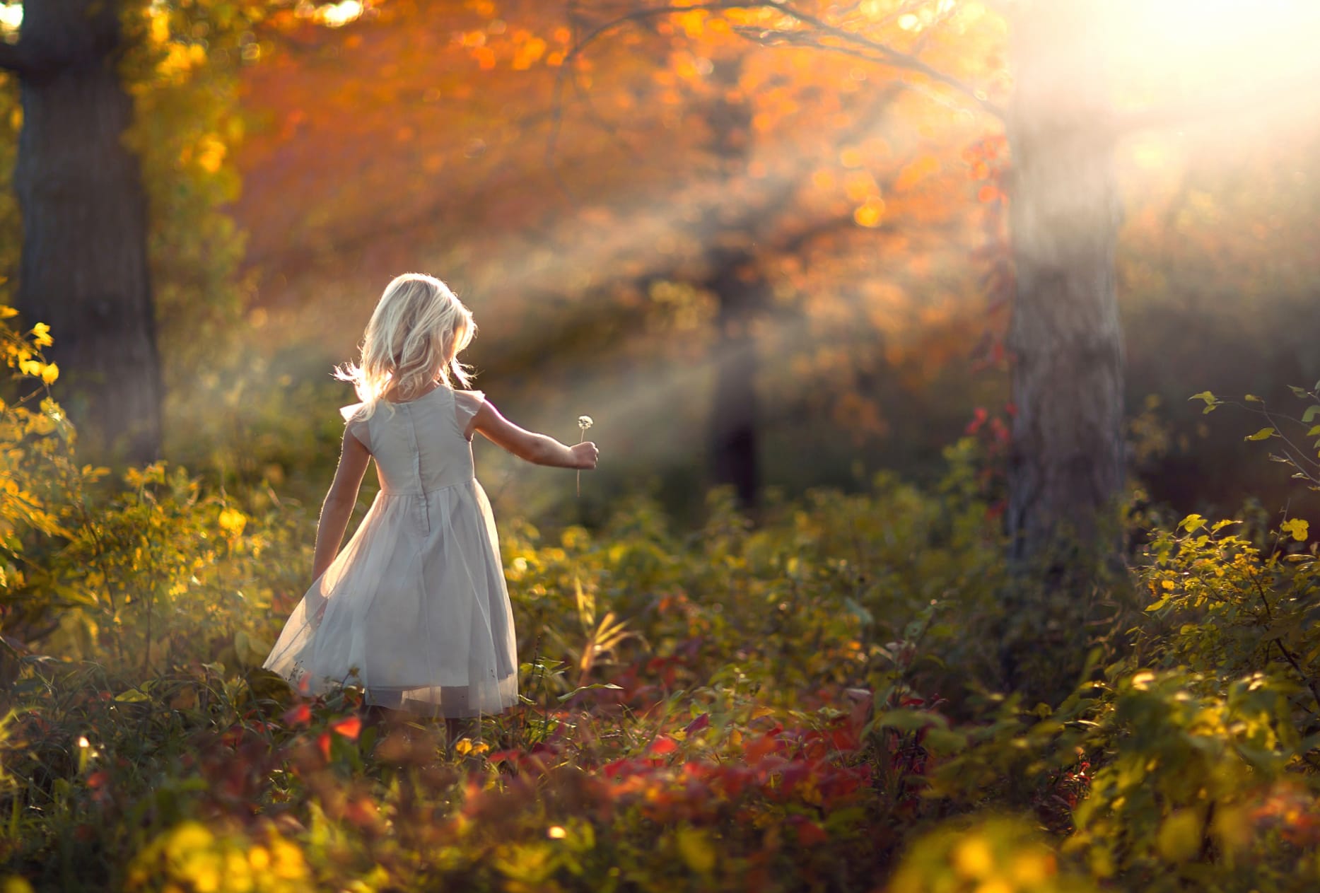 Sunlight Landscape Fall Dandelion Sunshine Forest Photography Child wallpapers HD quality