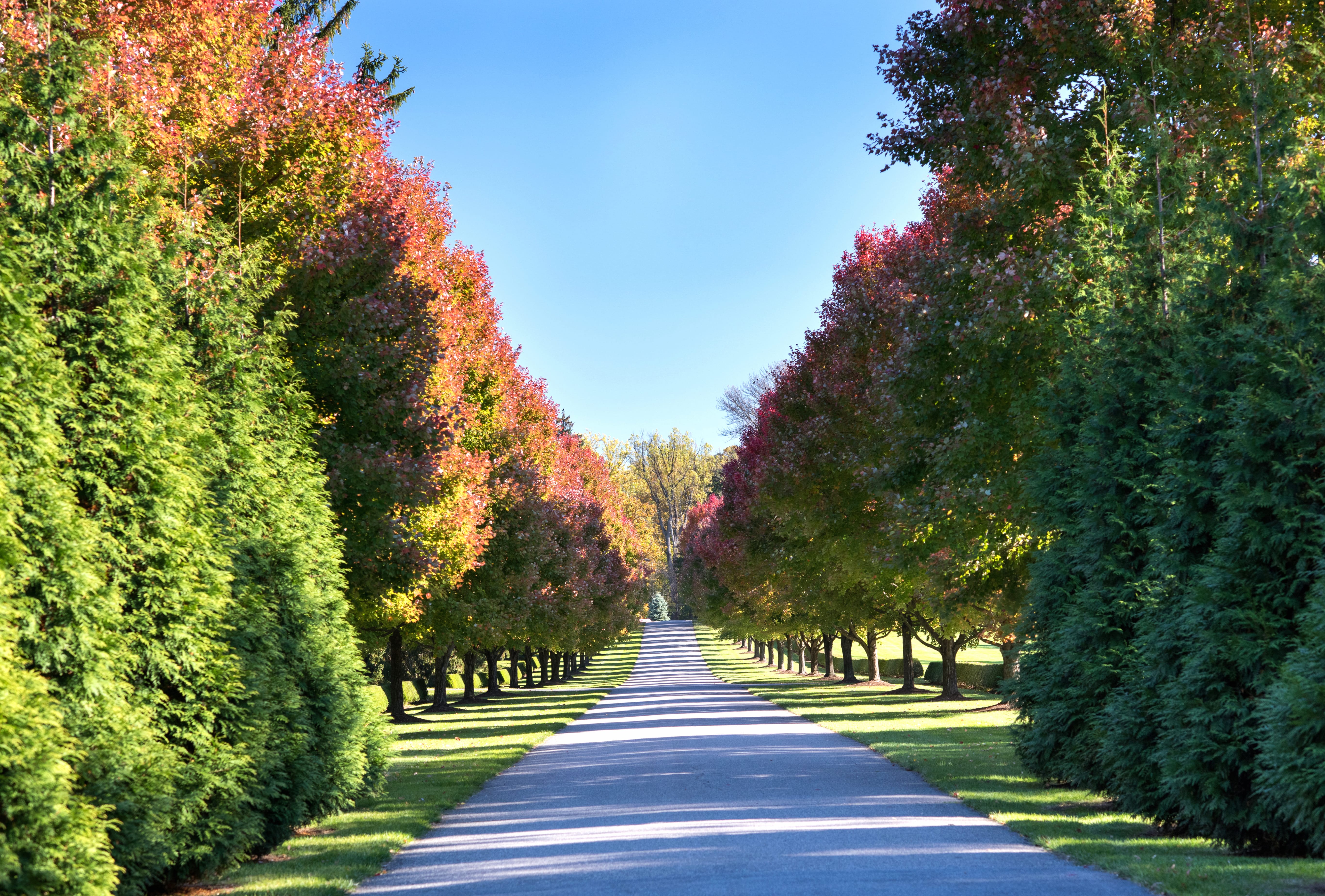 Sunny Tree-lined Tree Nature Photography Park at 1600 x 1200 size wallpapers HD quality