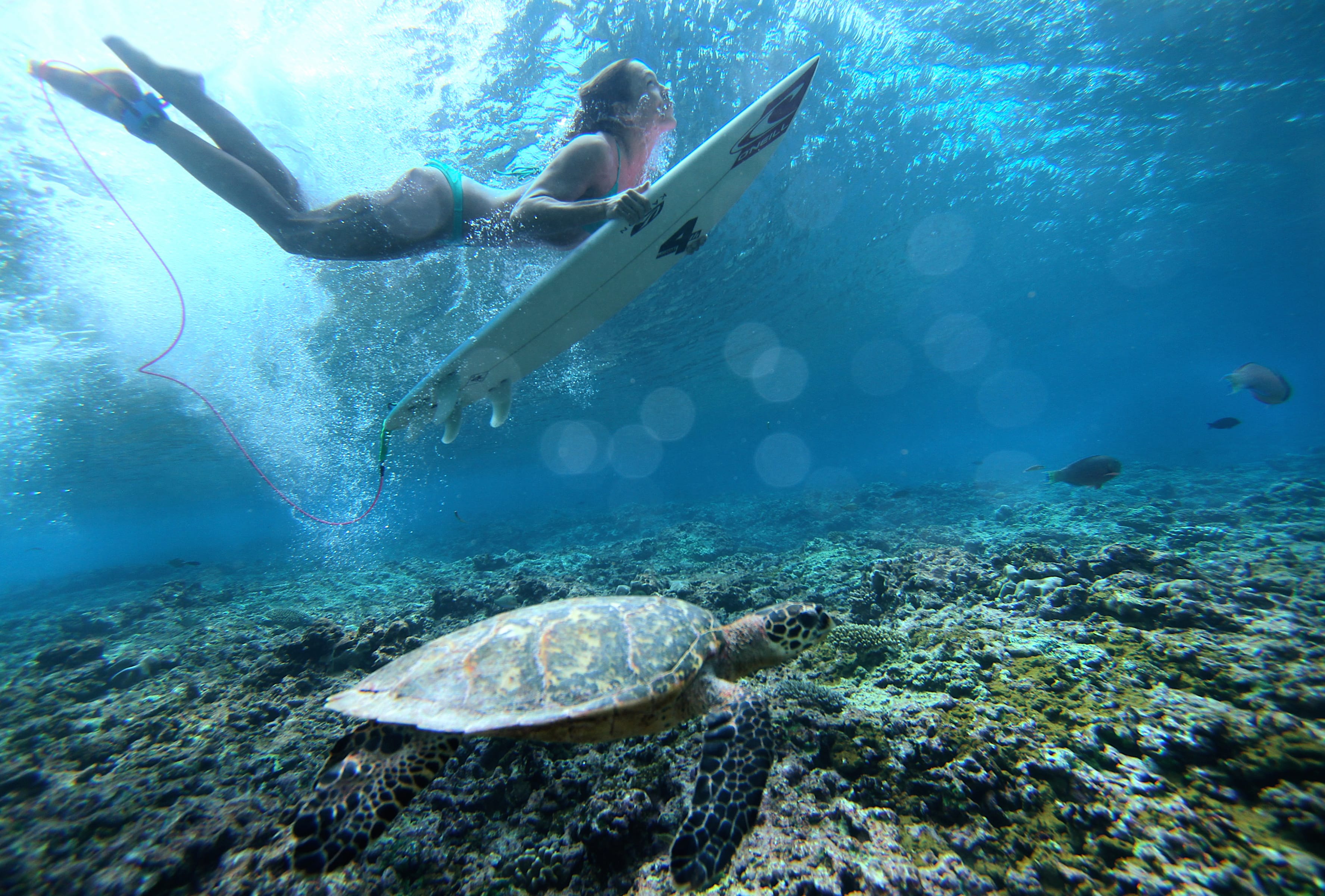 Surfing Underwater A Stunning HD Turtle Adventure wallpapers HD quality