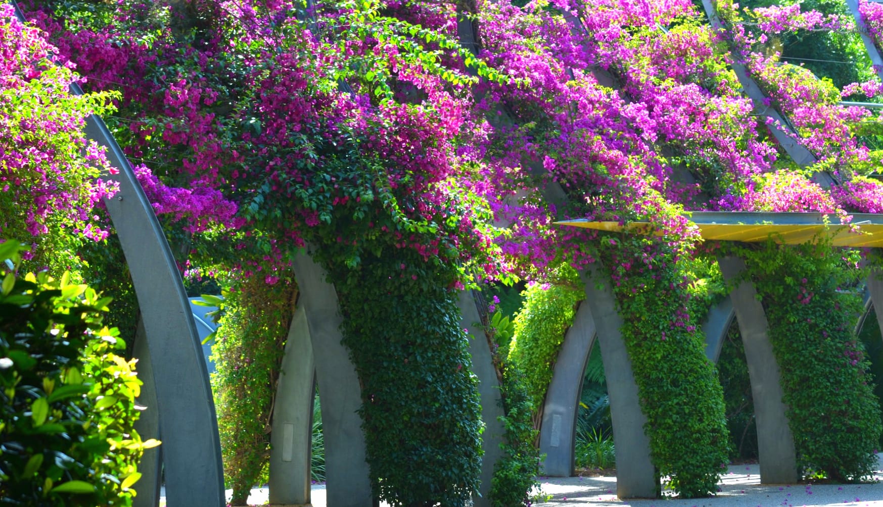 The Grand Arbour In South Bank Parklands Brisbane wallpapers HD quality