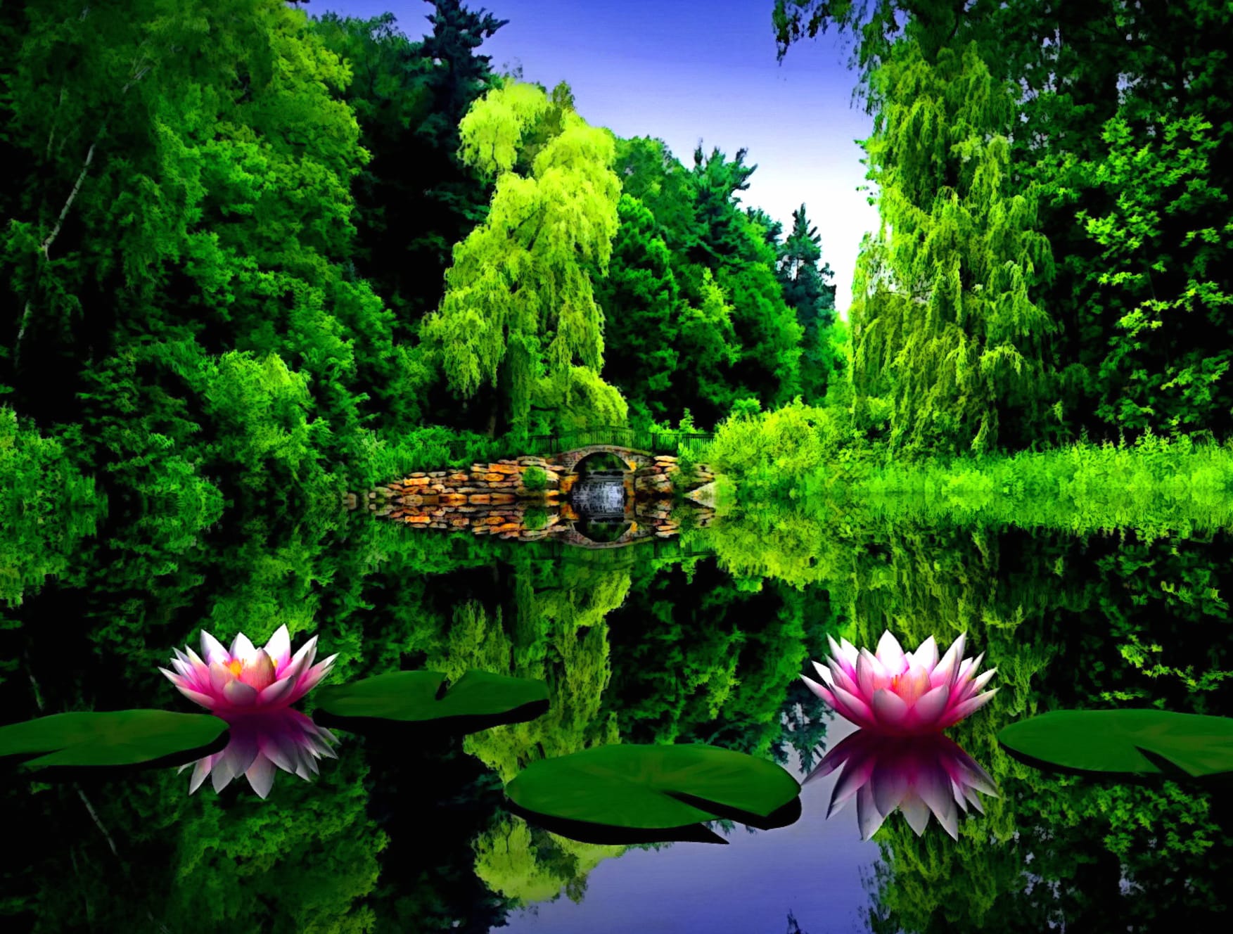 Tranquil Reflections of Lotus Blossoms in a Serene Pond wallpapers HD quality