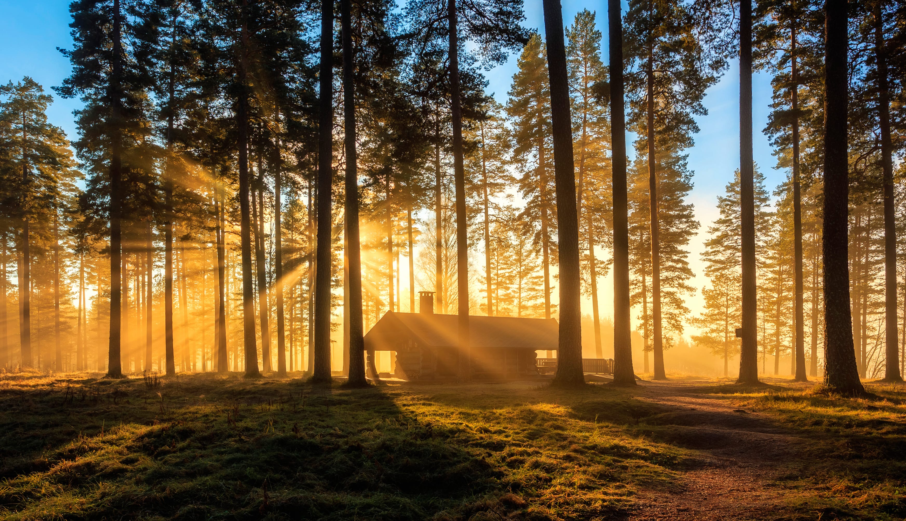 Tree Nature Forest Cabin Photography Sunbeam wallpapers HD quality