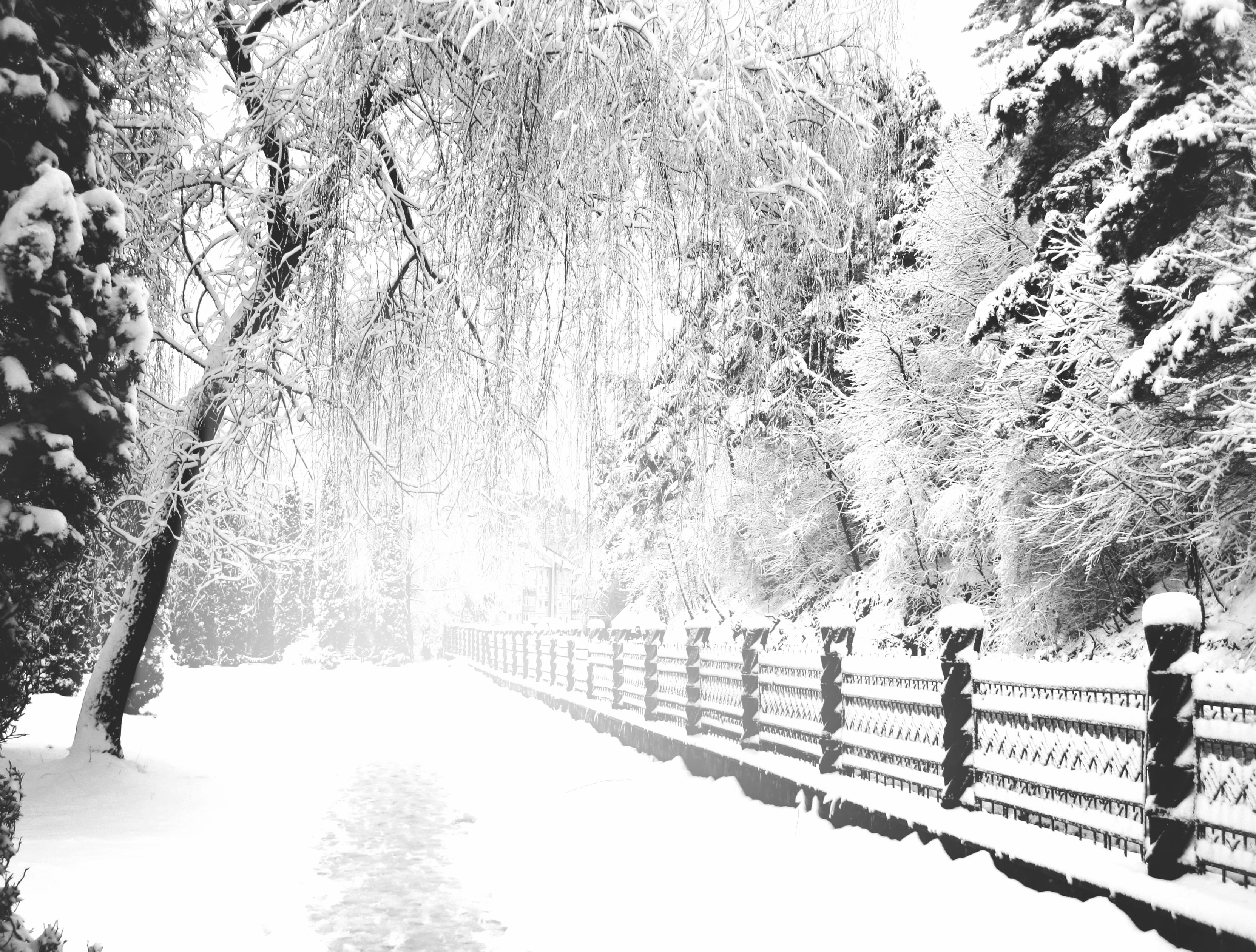 Tree Path Fence Snow White Photography Winter wallpapers HD quality