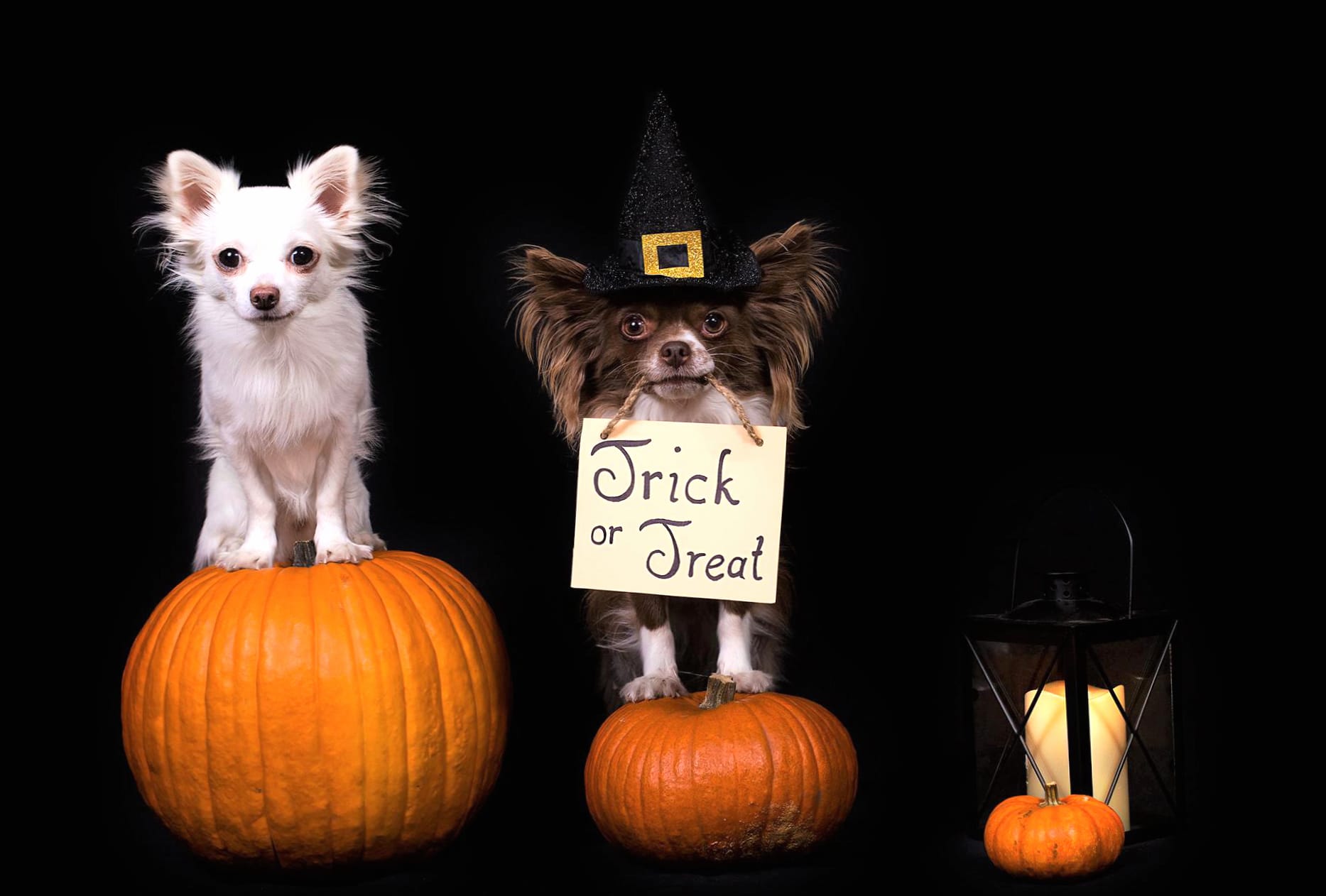 Trick Or Treat Pumpkin Dog Holiday Halloween wallpapers HD quality