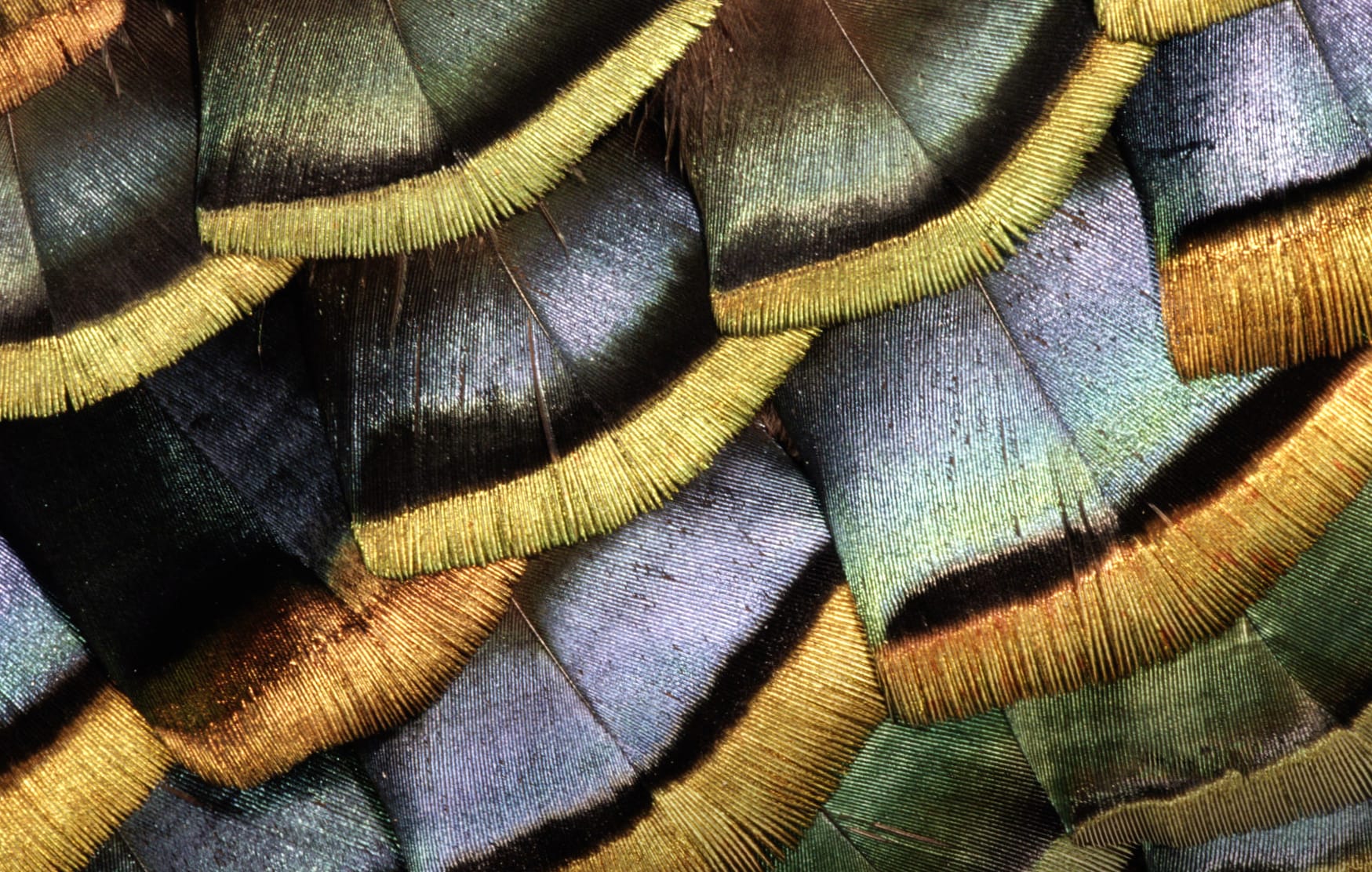 Turkey (bird) Colorful Colors Photography Feather at 1680 x 945 HD size wallpapers HD quality