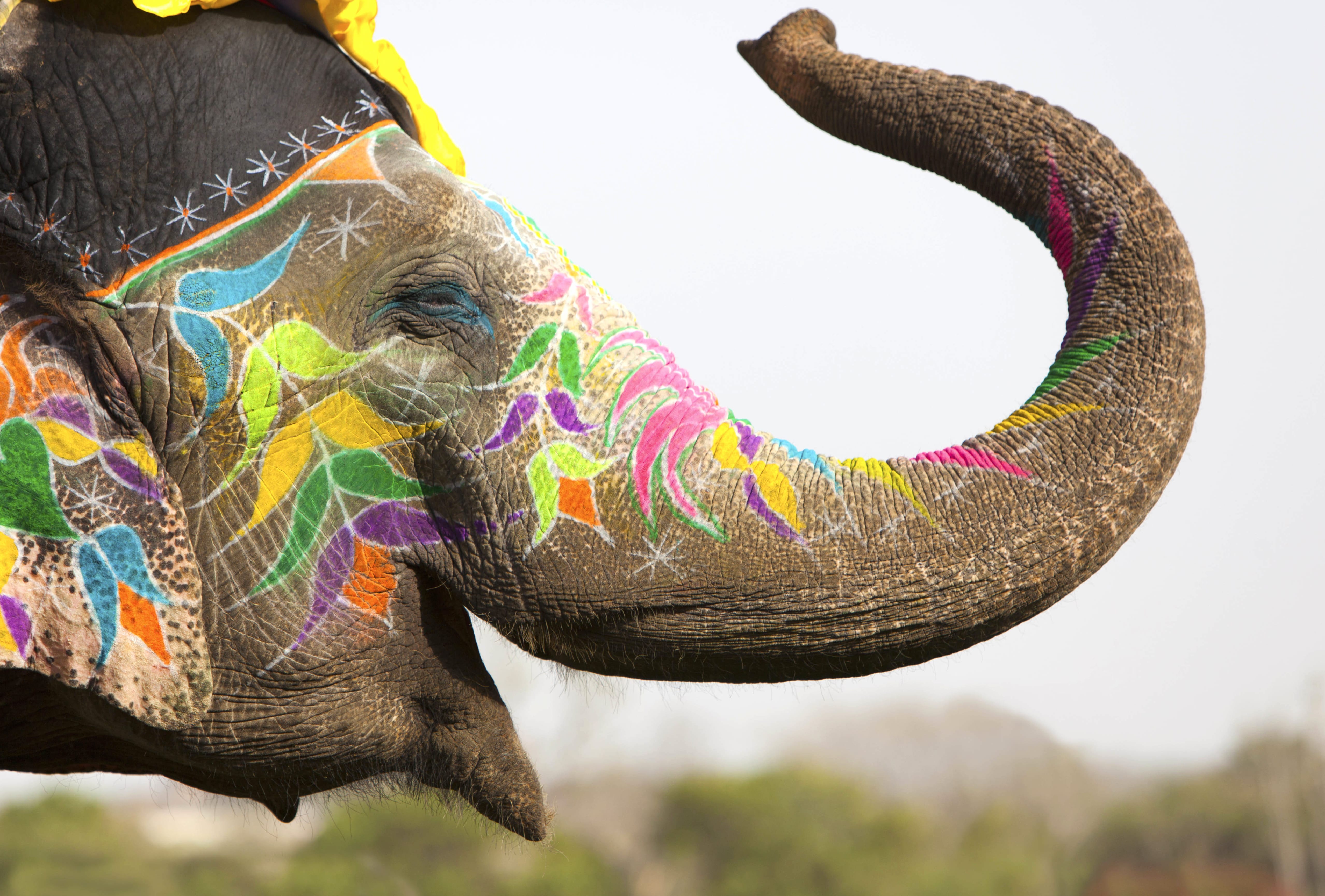 Vibrant Elephant Celebrating Holi wallpapers HD quality