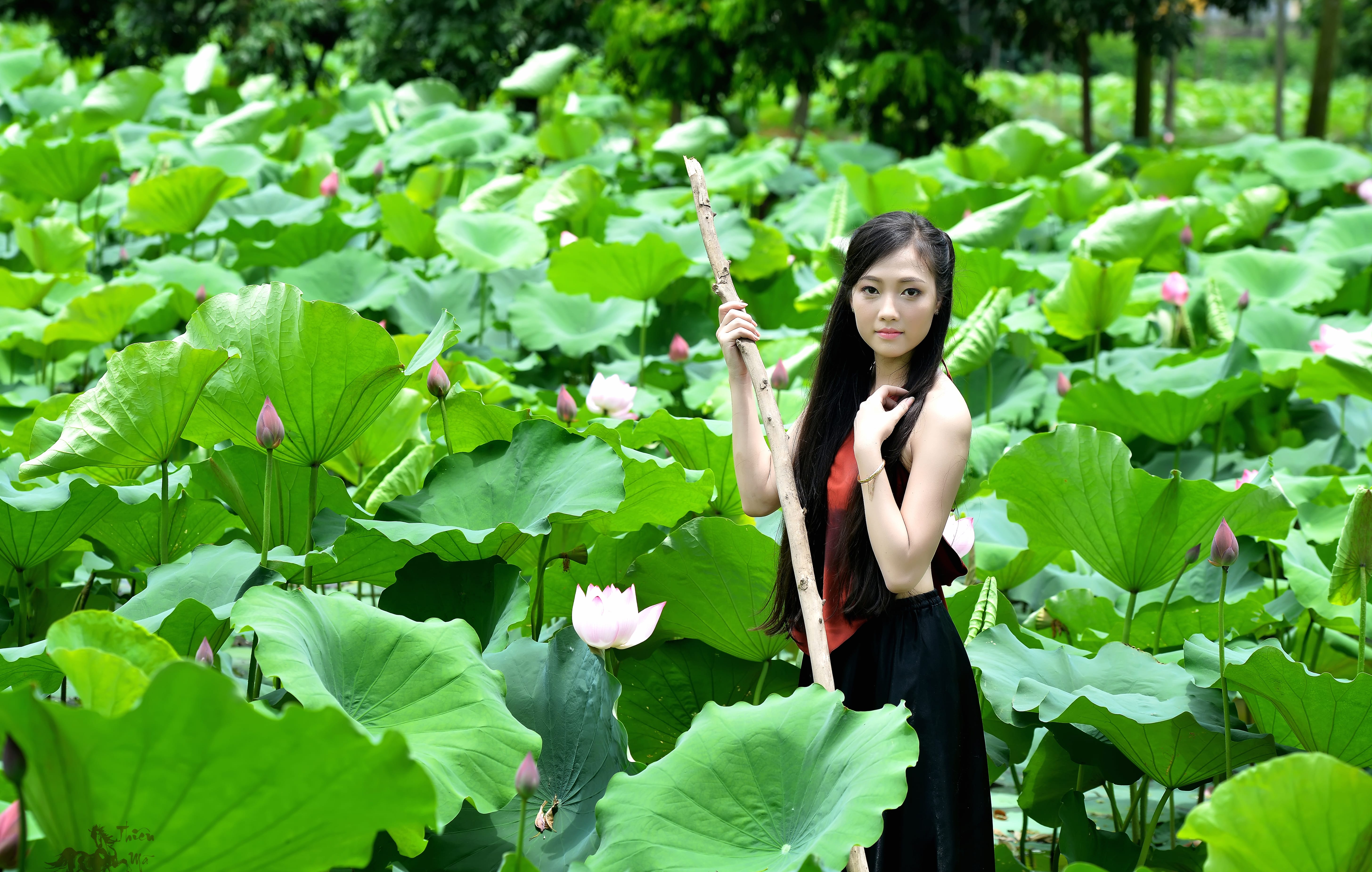 Vietnamese Woman in Lotus Pond - wallpapers HD quality