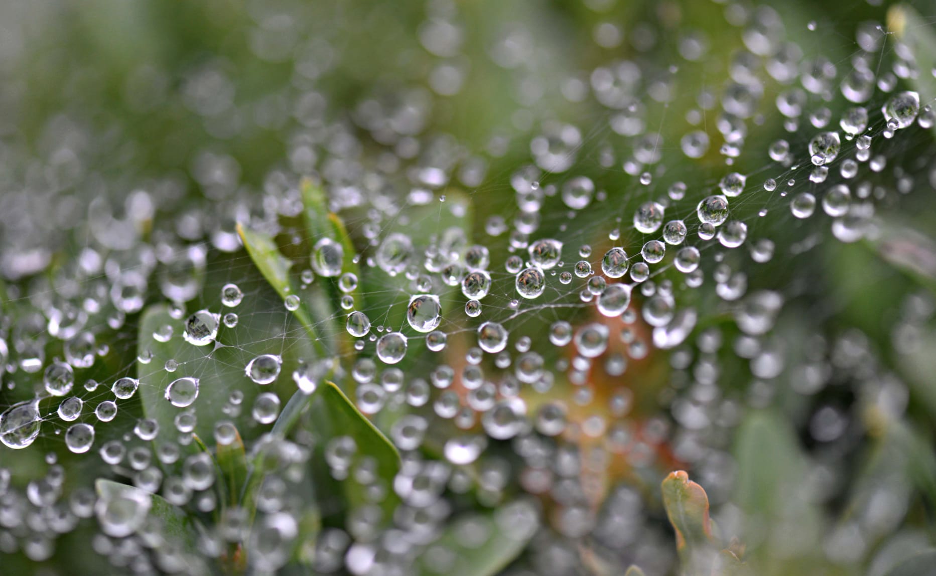 Water Drop Plant Dew Drop Macro Photography Spider Web at 1024 x 768 size wallpapers HD quality