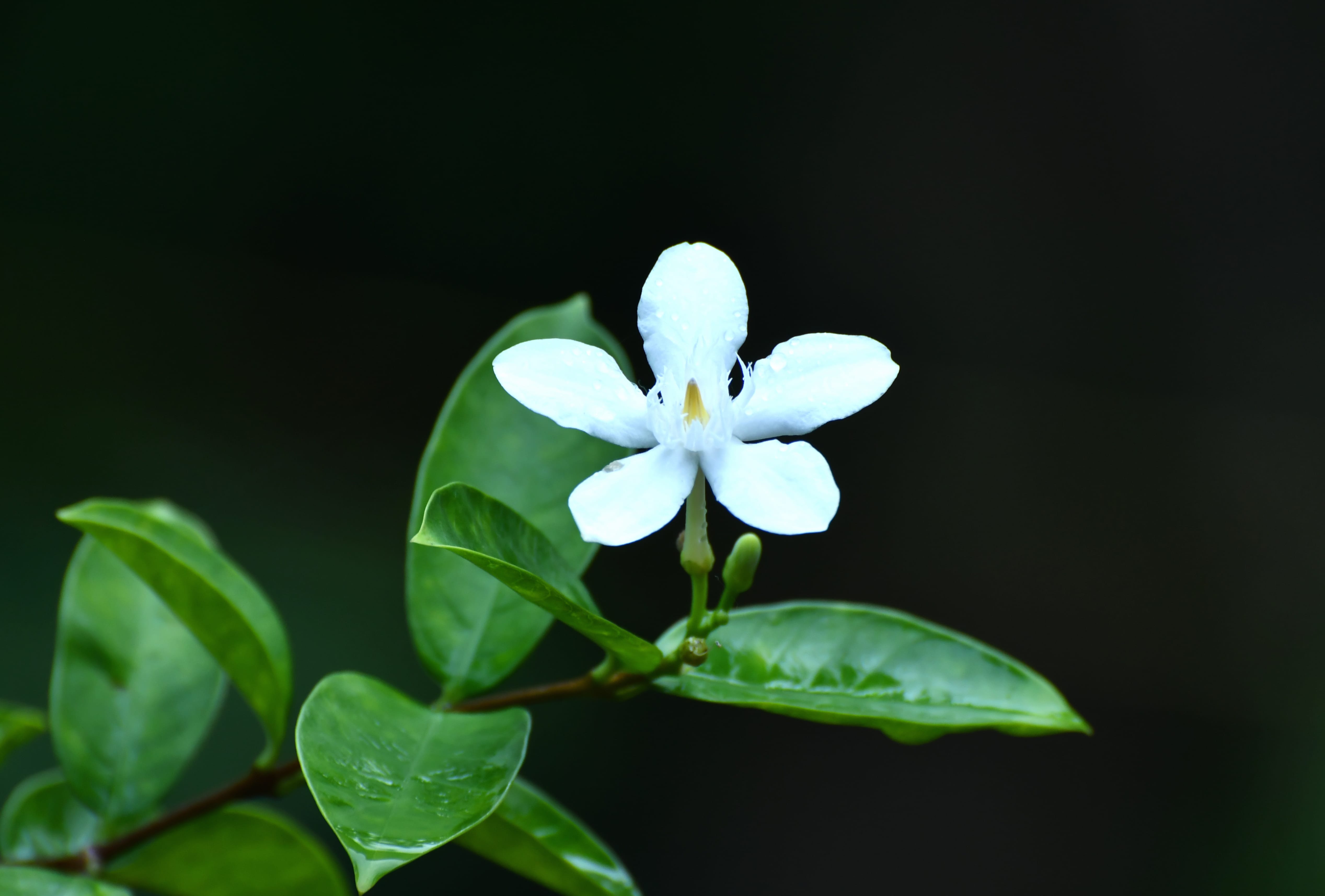 White flower on dark background wallpapers HD quality