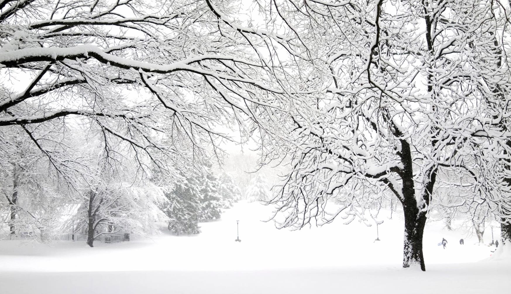 White Snow Tree Forest Earth Photography Winter wallpapers HD quality