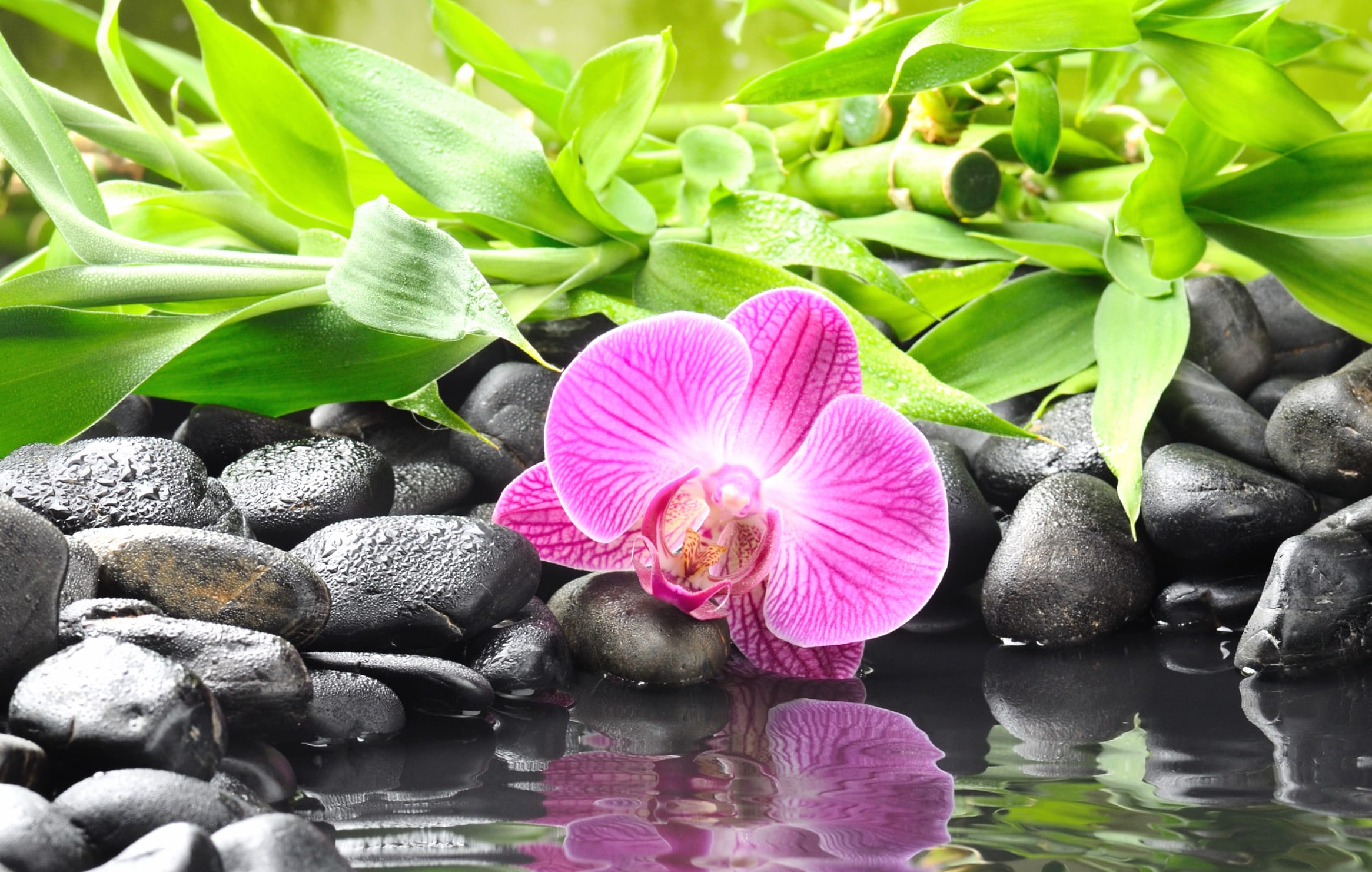 Zen Serenity of Tranquil Blossoms and Stones wallpapers HD quality