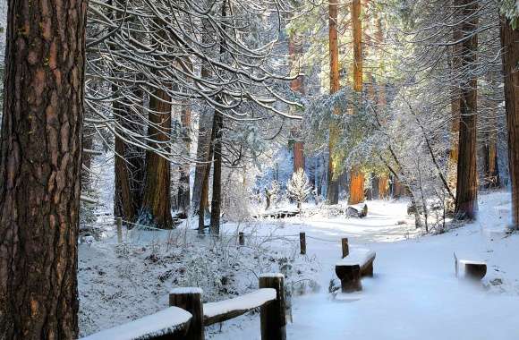 8K Ultra HD Winter Forest Bench wallpapers hd quality