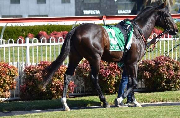 # 3 Burning Passion Getting Ready For Race 1