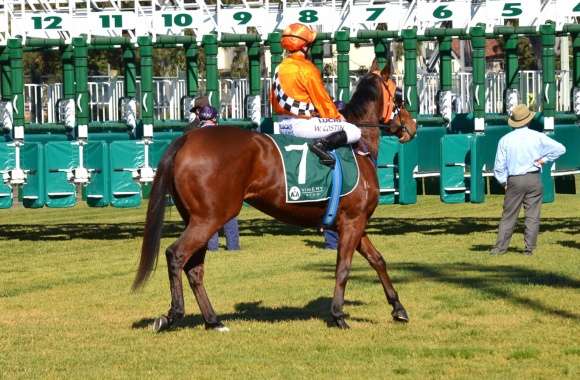 # 7 Kiki Dancer and Jockey Ms Winona Costin - 6 Aug 2014