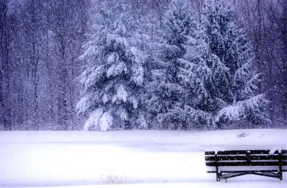 A Tranquil Winter Scene of a Snowy Bench