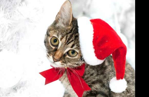 Adorable Christmas Cat in Santa Hat -