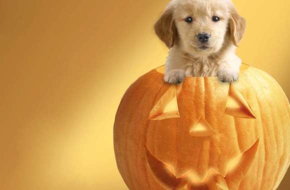 Adorable Halloween Puppy