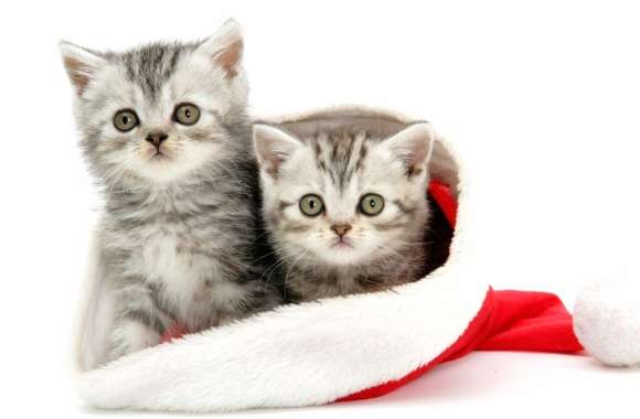 Adorable Kittens in Santa Hat - for a Festive Holiday