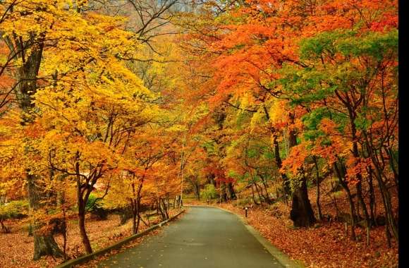 Autumn Bliss A Serene of Fall Foliage wallpapers hd quality