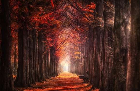 Autumn Forest Path -