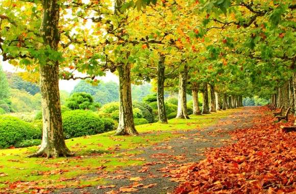 Autumn Park Serenity -