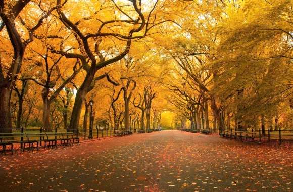 Autumn Pathway A Stunning of Orange-Foliage Trees wallpapers hd quality