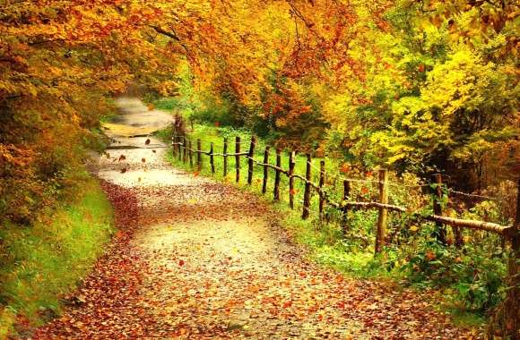 Autumn Pathway HD Fall Photography Wallpaper