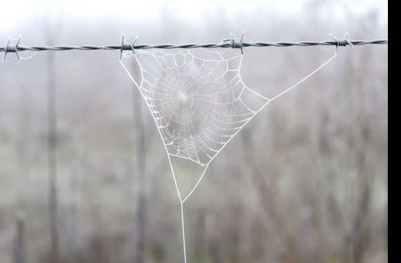 Barb Wire Blur Photography Spider Web