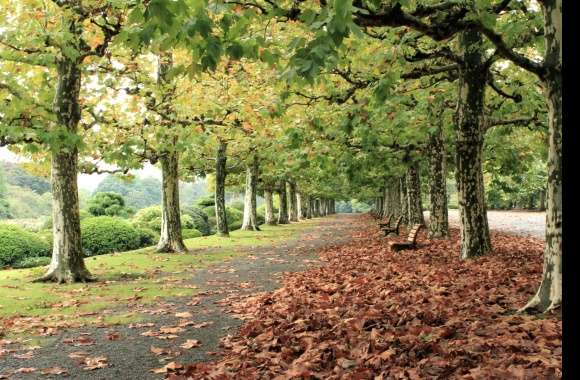 Bench Tree-lined Walkway Tree Fall Nature Photography Park wallpapers hd quality