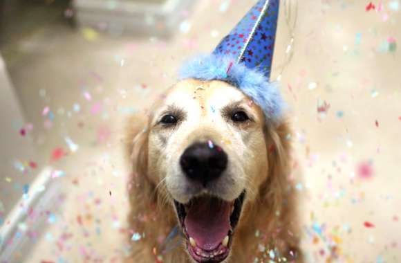 Birthday Dog Celebration