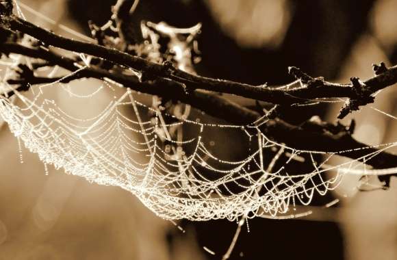 Black & White Bokeh Photography Spider Web