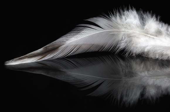 Black Photography Feather wallpapers hd quality