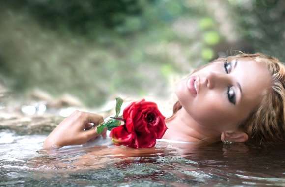 Blissful Elegance Red Rose wallpapers hd quality