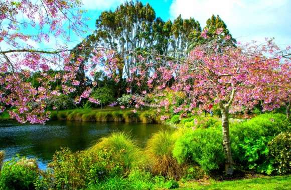 Blossom Green Pond Colorful Tree Spring Photography Park