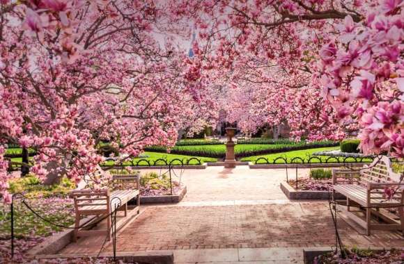 Blossom Pink Flower Flower Spring Bench Photography Park