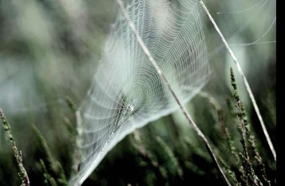 Blur Close-up Photography Spider Web wallpapers hd quality