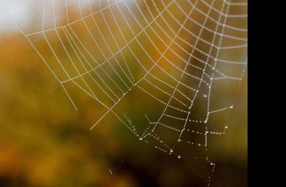 Blur Close-up Water Drop Photography Spider Web