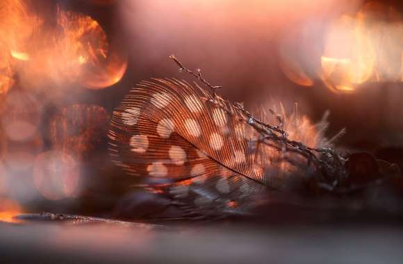 Bokeh Macro Photography Feather