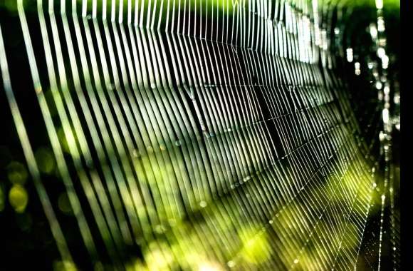 Bokeh Macro Photography Spider Web