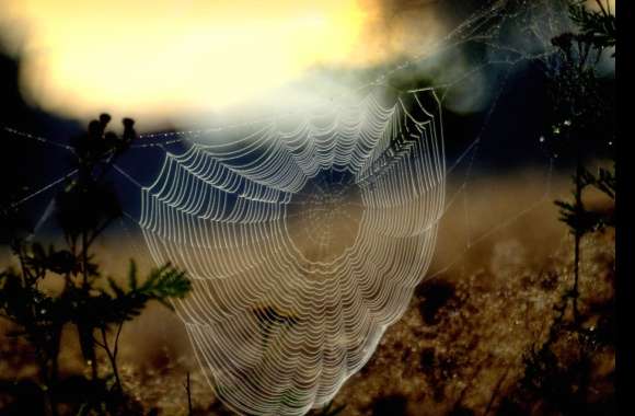 Bokeh Photography Spider Web