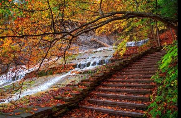 Branch Stream Stairs Photography Fall