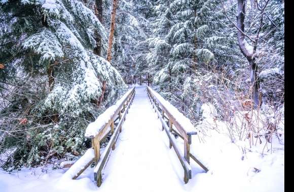 Bridge Snow Forest Photography Winter