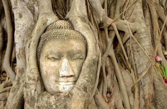 Buddha in Tree Roots