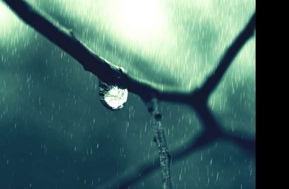 Captivating Rain Drops on Branches