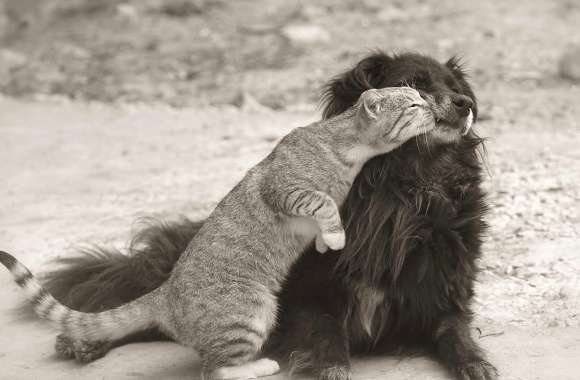 Charming Black & White of a Dog and Cat Friendship