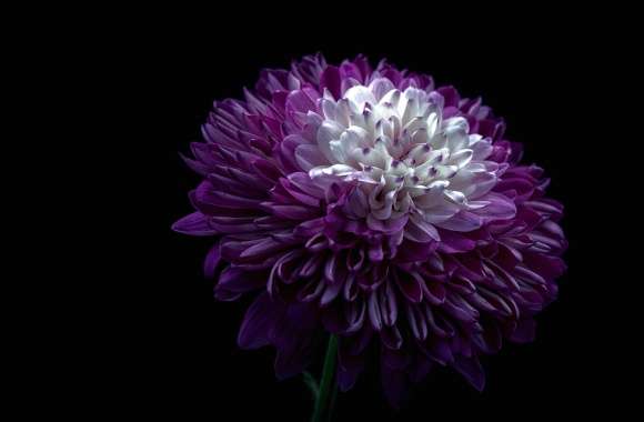 Chrysanthemum Purple Flower