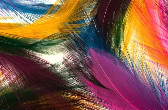 Close-up Colorful Colors Photography Feather wallpapers hd quality