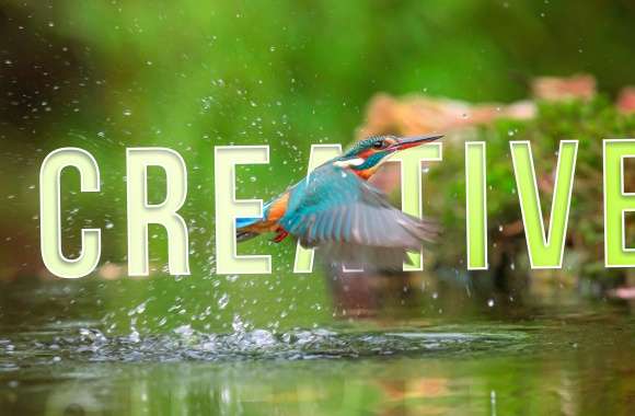 Creative Bird