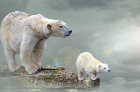 Cub Polar Bear Photography Manipulation